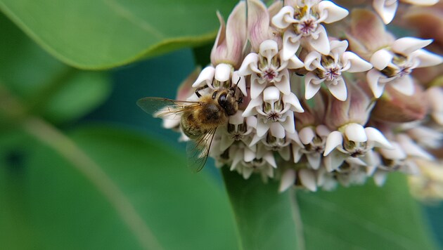 Eine Honigbiene „melkt“ Blüten der Seidenpflanze. (Bild: Werner Pöchinger)