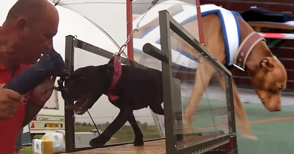 Weightpulling & Experten warnen vor tierquälerischem Hunde-„Sport“ krone.at