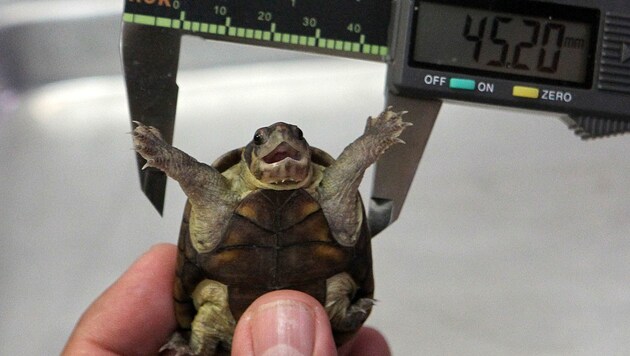 Weil die Energiepreise steigen, geben in Großbritannien immer mehr Menschen ihre Reptilien ab (Symbolbild: Schlammschildkröte). (Bild: APA/AFP/Ulises Ruiz)