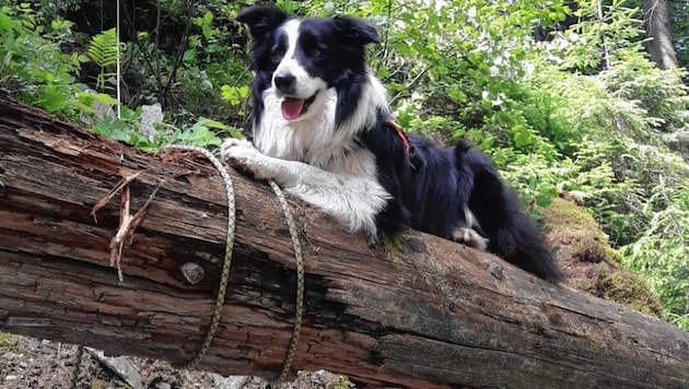 Hund und Lebensretter „Balu“ (Bild: Bergrettung Bad Gastein)