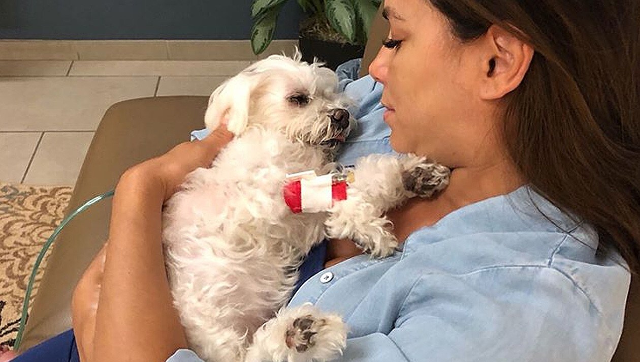 „Er war mein Baby“ Eva Longoria trauert um ihren geliebten Hund