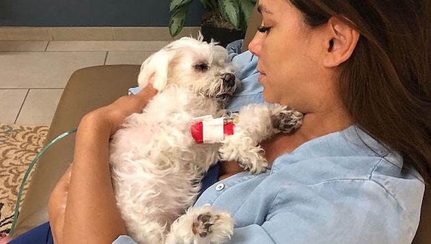Eva Longoria trauert um ihren Hund „Jinxy“. (Bild: instagram.com/evalongoria)