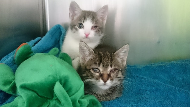 22 schwerstkranke Kitten wurden beim Tiko in Klagenfurt ausgesetzt. (Bild: Widerström/Tiko)