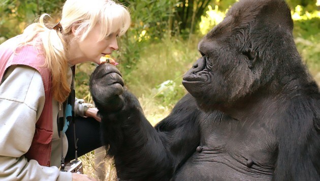 „Koko“ und ihre lebenslange Freundin und Lehrerin Dr. Penny Patterson (Bild: AFP)