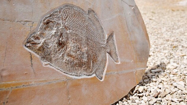 Das im Steinbruch Wattendorf gefundene Kugelzahnfisch-Fossil (Bild: APA/dpa/Matthias Merz)