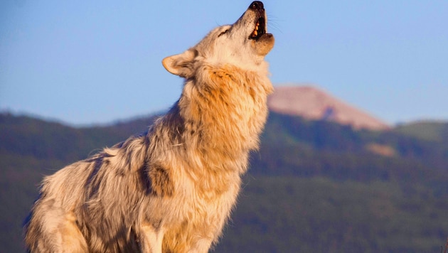 Der Wolf ist das größe Raubtier aus der Familie der Hunde (Bild: Sky / OffspringFilm)