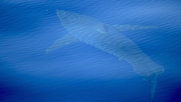 Dieses Bild zeigt den Fünf-Meter-Hai. (Bild: Alnitak)