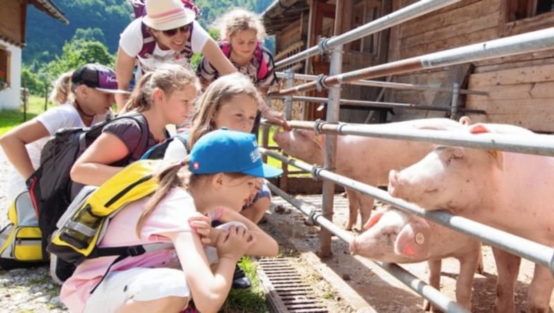 Angelika Eller mit ihren Schützlingen bei den Schweinen. (Bild: Christian Forcher)