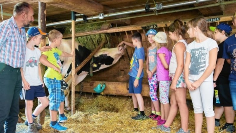 Stier „Nero“ war bei den Kindern der Volksschule Gallzein beliebt. (Bild: Christian Forcher)