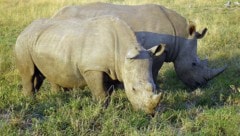 Breitmaulnashörner in Afrika