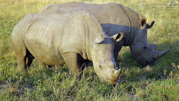 Südliche Breitmaulnashörner in einem Nationalpark in Südafrika