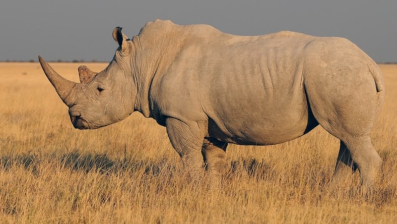 Breitmaulnashorn in Namibia (Bild: stock.adobe.com)