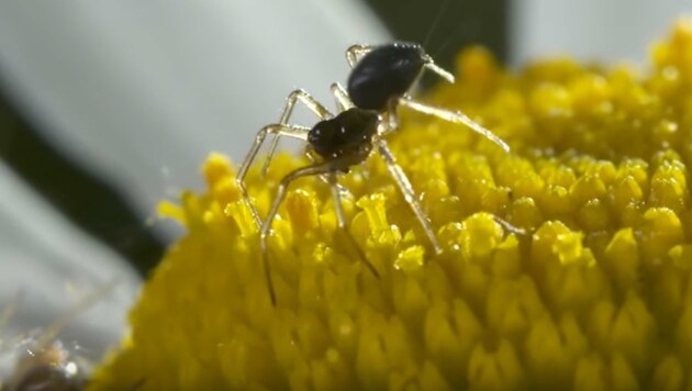 Eine Spinne kurz vor dem Abheben (Bild: YouTube.com/Bristol University)