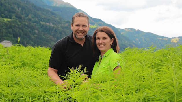Für Silvia und Bernhard ist der Nutzhanf eine wahre Wunderpflanze. (Bild: Evelyn HronekKamerawerk)