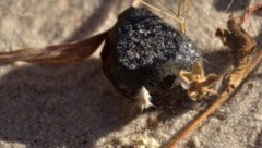 Der im Central Kalahari Game Reserve gefundene Meteorit (Bild: Peter Jenniskens)