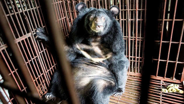 Das Leben hinter Gittern hat ein Ende gefunden - im Schutzzentrum der „Vier Pfoten“ warten viel Platz, ein Badeteich und frisches Futter. (Bild: Vier Pfoten/Bogdan Baraghin)