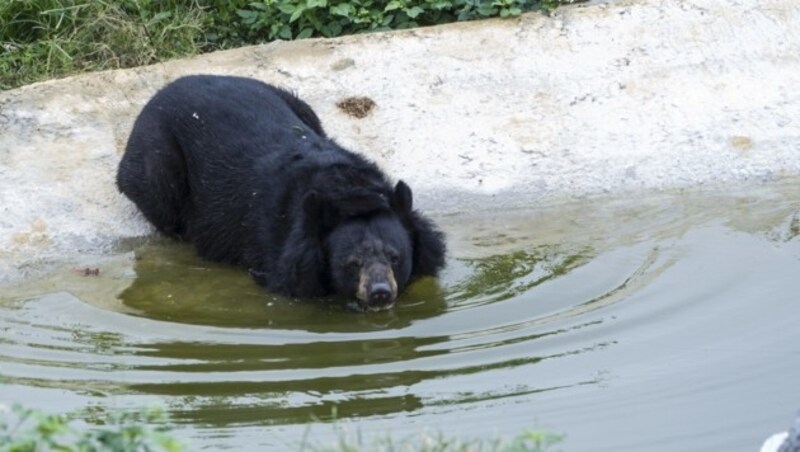 „Hai Chan“ wurden die Vorderpfoten abgehackt. Nach ihrem Umzug blühte sie auf - und schwimmt sogar. (Bild: Vier Pfoten/Hoang Le)