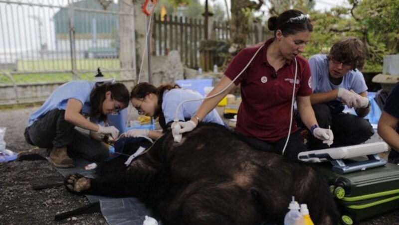 Tierärztin Johanna Painer sorgte mit einem internationalen „Vier Pfoten“-Team für die medizinische Versorgung der Bärinnen „May“ und „Hai Chan“. (Bild: Vier Pfoten/Hoang Le)