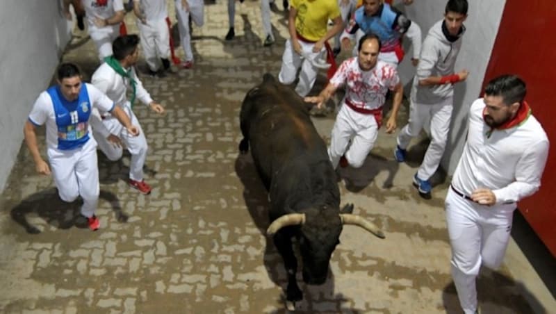Die Stiere werden in die Arena getrieben, wo sie der Tod erwartet. (Bild: AFP)