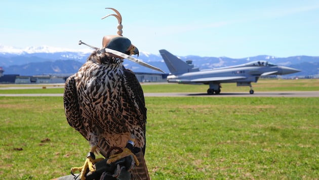 Vogelschlag ist in der Luftfahrt ein gefürchtetes Problem. In Zeltweg haben Falken dieses offenbar gelöst. (Bild: Sepp Pail)