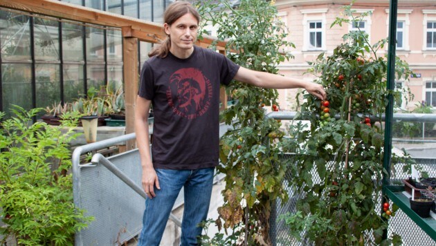 Felix Schlatti vom Kärntner Botanikzentrum mit einer „Tomtoffel“. (Bild: KLM/KBZ)