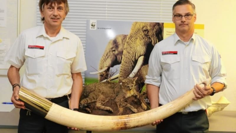 Beamte auf dem Flughafen mit beschlagnahmtem Elfenbein (Bild: Zwefo)