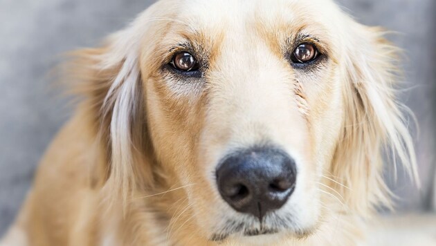 Golden retriever dog (Bild: Getty Images/iStockphoto)