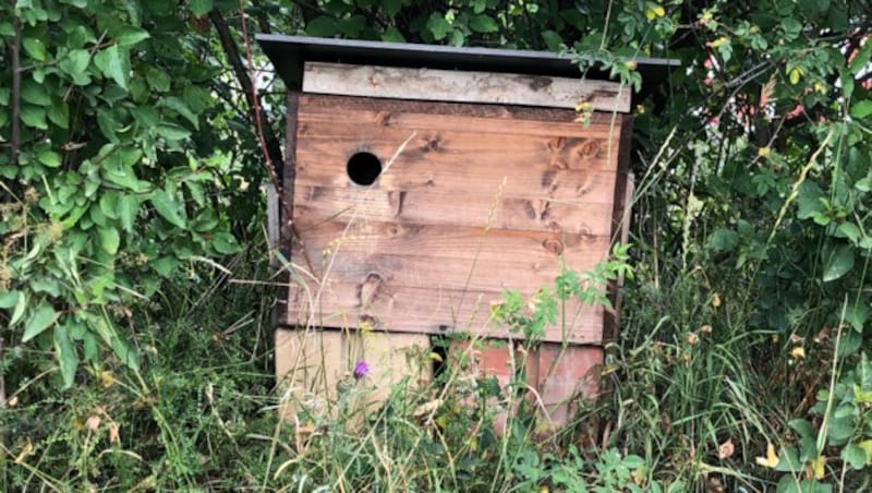 Hier sollten eigentlich seltene Wiedehopfe brüten. Durch den Baulärm wurden sie jedoch vertrieben. (Bild: Charlotte Sequard-Base)