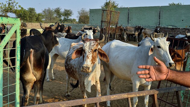 Kühe in Rajasthan (Bild: AFP)