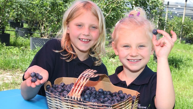 Speziell Kinder sind gefährdet, die Früchte von Heidelbeeren und Einbeeren zu verwechseln (Bild: Uta Rojsek-Wiedergut)