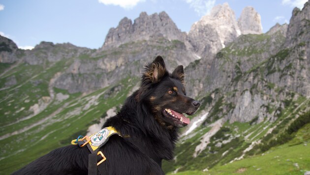Ein eigens ausgebildeter Suchhund der Salzburger Bergrettung (Bild: Bergrettung Salzburg)