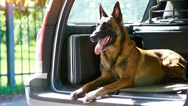 Angeklagter ließ Belgischen Schäferhund bei Polizeieinsatz auf Beamten los. Er fasste bedingte Haftstrafe aus. (Symbolbild) (Bild: stock.adobe.com)