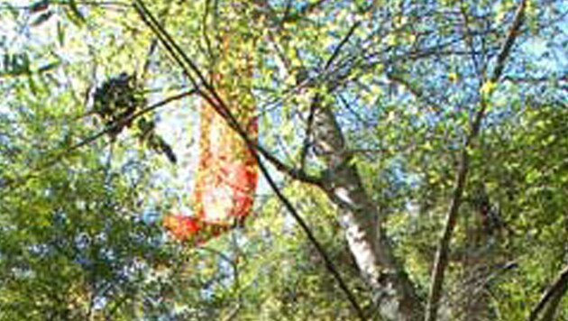Paragleiter im Baum (Bild: AP)