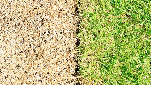 Wer seinen Rasen im Sommer nicht ausreichend gießt, läuft Gefahr, dass dieser verbrennt. (Bild: ©arcyto - stock.adobe.com)
