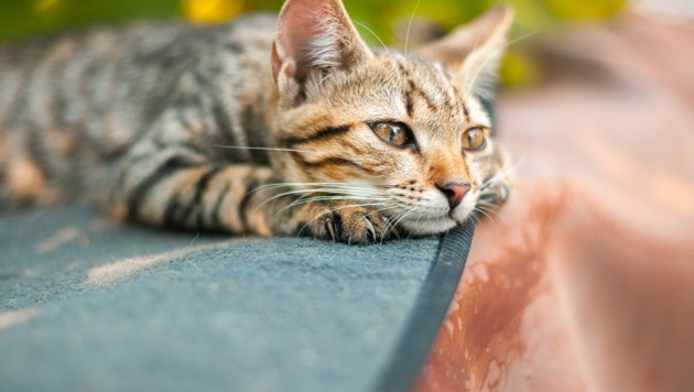 Hund Vs Katze Welches Haustier Ist Schlauer Studie Gibt