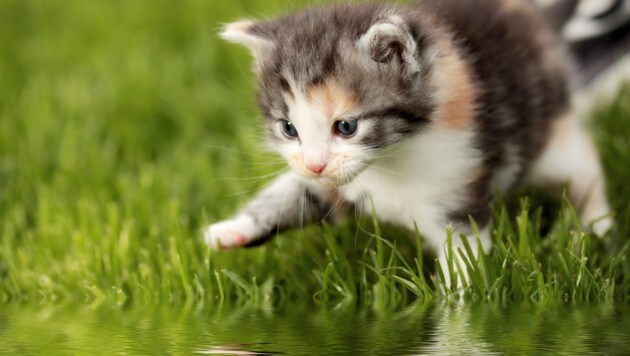 Im Garten der Angeklagten vergifteten sich Katzen mit den Giftködern (Symbolbild) (Bild: stock.adobe.com)