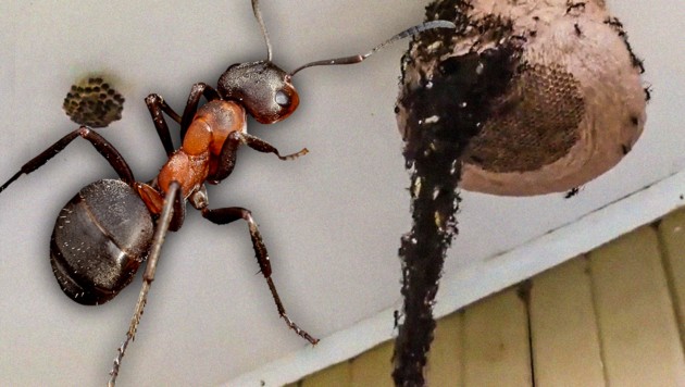 Ameisen bilden Körperkette und plündern Wespennest