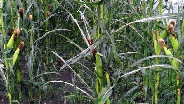 Durch Unwetter beschädigter Mais in Proleb (Bild: Österreichische Hagelversicherun)