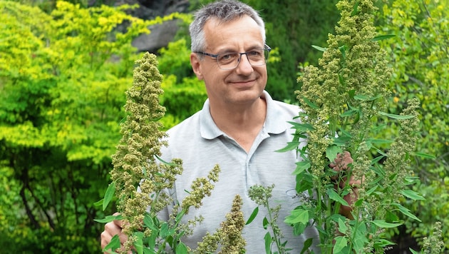 BZ-Leiter Dr. Roland Eberwein mit einer Quinoa-Pflanze. Sie ist als „Superfood“ bekannt und wächst auch bei uns. (Bild: RK Eberwein)
