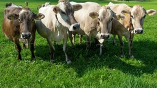 Irlanda, los Países Bajos y compañía están considerando medidas para reducir el ganado.  Pero el problema afecta a todo el mundo.  (Imagen: APA/Keystone/Sigi Tischler)