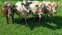 Irland, die Niederlande und Co. erwägen Maßnahmen zur Rinder-Reduktion. Doch das Problem betrifft die ganze Welt. (Bild: APA/Keystone/Sigi Tischler)