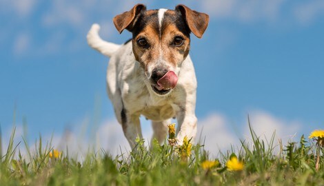 Teurer treuer Begleiter. So viel Geld geben Sie für Ihren Hund aus. (Bild: stock.adobe.com (Symbolbild))