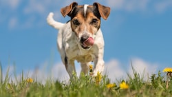 Für Hundehalter gilt es ab nächster Woche neue Regeln zu beachten! (Bild: stock.adobe.com (Symbolbild))
