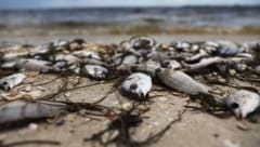 Durch den Klimawandel werden dramatische Phänomene, wie das Fischsterben, immer häufiger – nun traf es einen beliebten Badestrand in der Toskana (Symbolbild). (Bild: AFP)