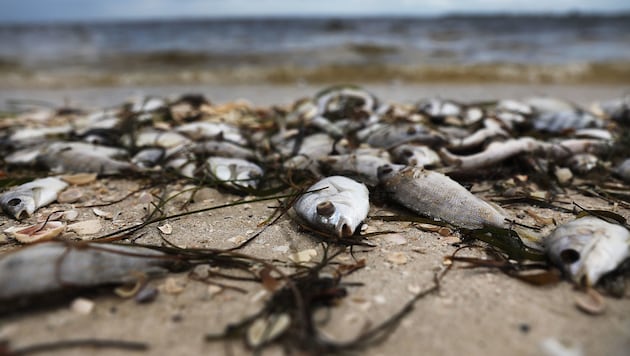 Durch den Klimawandel werden dramatische Phänomene, wie das Fischsterben, immer häufiger – nun traf es einen beliebten Badestrand in der Toskana (Symbolbild). (Bild: AFP)