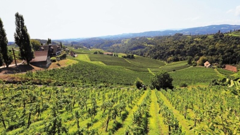 Diese Pracht-Aussicht in die Weinberge wird Russlands Präsident Wladimir Putin genießen. (Bild: Jürgen Radspieler)