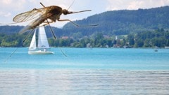 Insbesondere am Wörthersee wird das Krankheitsrisiko in den nächsten Jahren ansteigen. (Bild: stock.adobe.com, krone.at-Grafik)