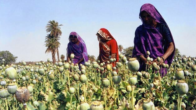 Women cultivate poppy plants Wednesday April 19, 2000 near Bhopal, India. India is a key transit route in the trafficking of drugs by Afghanistan, Pakistan and Myanmar, which together produce more than 90 percent of the world's heroin. India is a producer of opium, the chief ingredient of heroin. Opium crops are usually clandestinely grown deep inside the Indian forests where detection is difficult. (AP Photo/str) (Bild: STR)