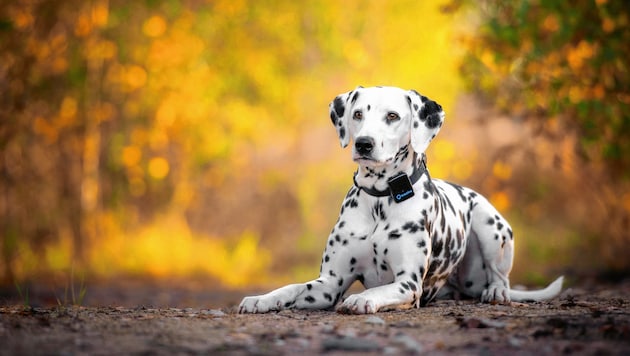 Ein Dalmatiner wie dieser... Symbolbild (Bild: Paul Trainer)
