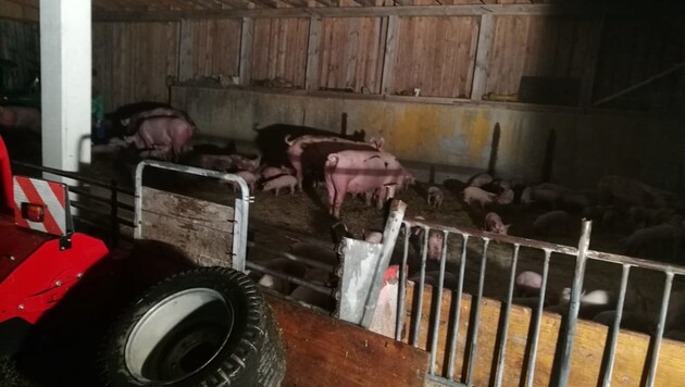 Rund 450 Schweine konnten gerettet werden, 40 Ferkel verendeten aber in den Flammen... (Bild: FF Völkermarkt)